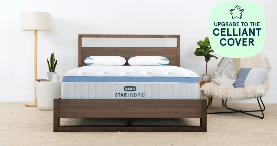 Bear Star Hybrid